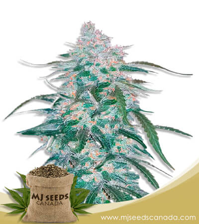 Pineapple Express Strain Autoflowering Marijuana Seeds