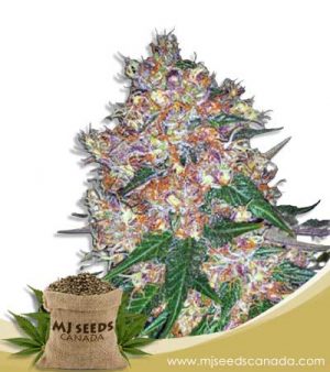 Pink Runtz Strain Autoflowering Marijuana Seeds