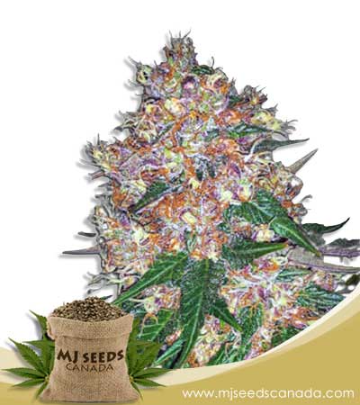 Pink Runtz Strain Autoflowering Marijuana Seeds