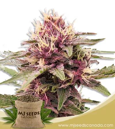 Pink Sunset Strain Autoflowering Marijuana Seeds Pink Sunset Strain Autoflowering Marijuana Seeds