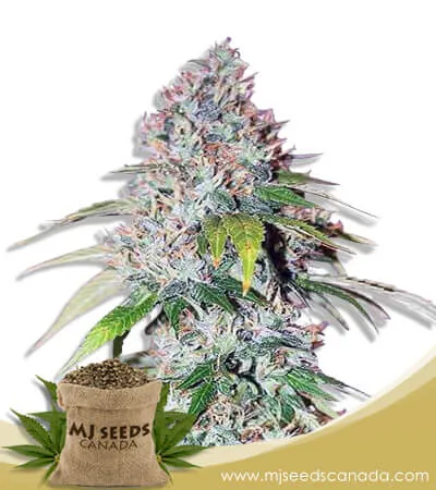 Platinum OG Strain Feminized Marijuana Seeds Platinum OG Strain Feminized Marijuana Seeds