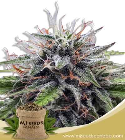 Poison Berry Strain Autoflowering Marijuana Seeds