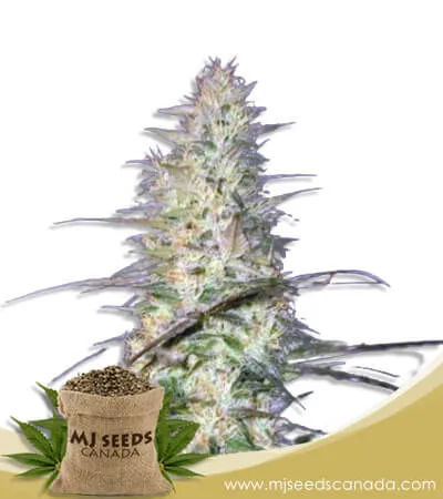 Psycho Crack Strain Feminized Marijuana Seeds Psycho Crack Strain Feminized Marijuana Seeds