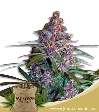 Purple Kush Feminized Marijuana Seeds