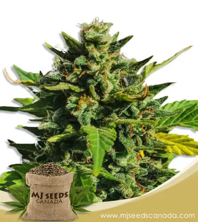 Rainbow Haze Feminized Marijuana Seeds