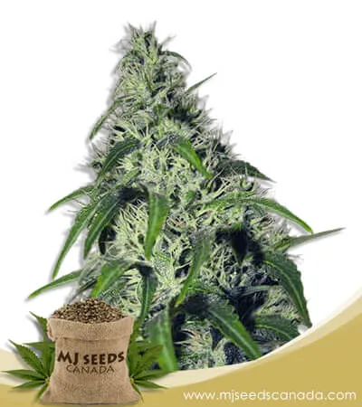 Revolver Strain Autoflowering Marijuana Seeds Revolver Strain Autoflowering Marijuana Seeds