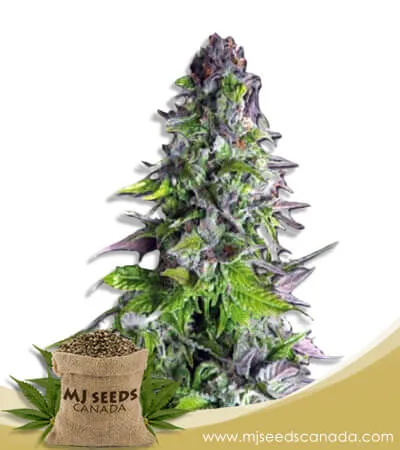 Romulan Strain Feminized Marijuana Seeds Romulan Strain Feminized Marijuana Seeds