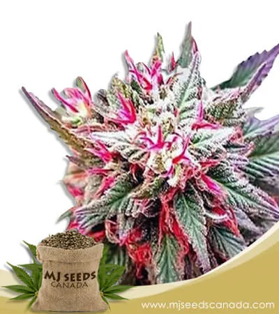 Rose Queen Strain Feminized Marijuana Seeds Rose Queen Strain Feminized Marijuana Seeds