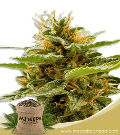 Runtz Strain Feminized Marijuana Seeds Runtz Strain Feminized Marijuana Seeds