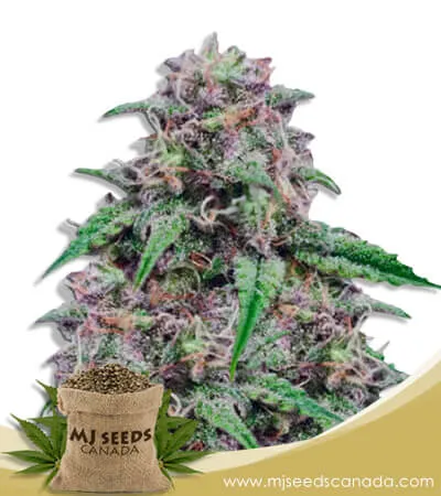 Salted Caramel Strain Feminized Marijuana Seeds Salted Caramel Strain Feminized Marijuana Seeds