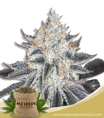 Sex on the Beach Strain Feminized Marijuana Seeds Sex on the Beach Strain Feminized Marijuana Seeds