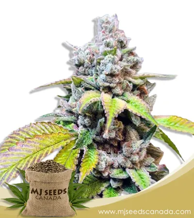 Skunk Berry Strain Feminized Marijuana Seeds Skunk Berry Strain Feminized Marijuana Seeds