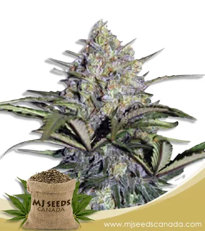 Skunk Glue Strain Feminized Marijuana Seeds Skunk Glue Strain Feminized Marijuana Seeds