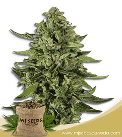 Skywalker Strain Feminized Marijuana Seeds Skywalker Strain Feminized Marijuana Seeds