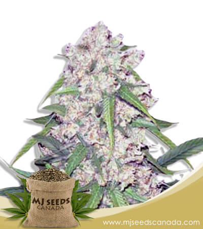 Sour Flower Strain Autoflowering Marijuana Seeds