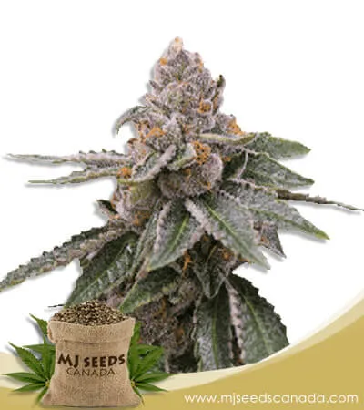Sour Girl Strain Autoflowering Marijuana Seeds Sour Girl Strain Autoflowering Marijuana Seeds