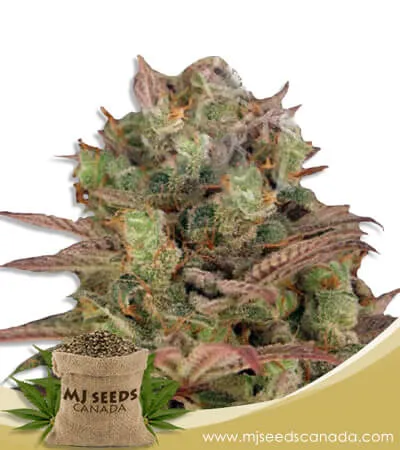 Sour Grape Strain Feminized Marijuana Seeds Sour Grape Strain Feminized Marijuana Seeds