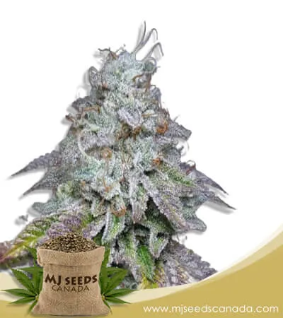 Sour Grapes Strain Autoflowering Marijuana Seed Sour Grapes Strain Autoflowering Marijuana Seed