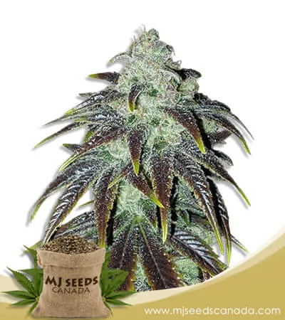 Sour Jack Strain Feminized Marijuana Seeds Sour Jack Strain Feminized Marijuana Seeds