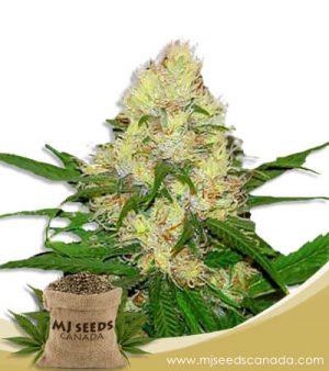 Sour Maui Strain Autoflowering Marijuana Seeds