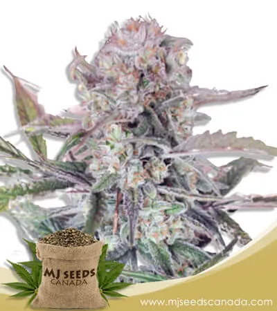 Sour OG Strain Feminized Marijuana Seeds Sour OG Strain Feminized Marijuana Seeds