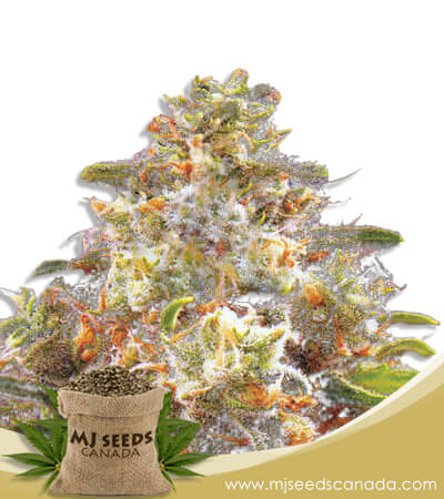 Strawberry Cough Strain Autoflowering Marijuana Seeds