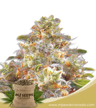 Strawberry Cough Strain Autoflowering Marijuana Seeds Strawberry Cough Strain Autoflowering Marijuana Seeds