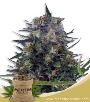Strawberry Diesel Strain Feminized Marijuana Seeds