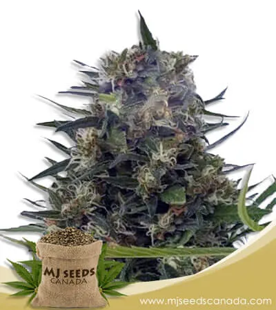 Strawberry Diesel Strain Feminized Marijuana Seeds Strawberry Diesel Strain Feminized Marijuana Seeds