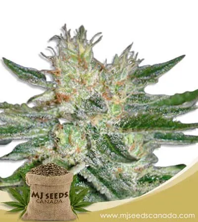 Sugar Black Rose Strain Feminized Marijuana Seeds Sugar Black Rose Strain Feminized Marijuana Seeds