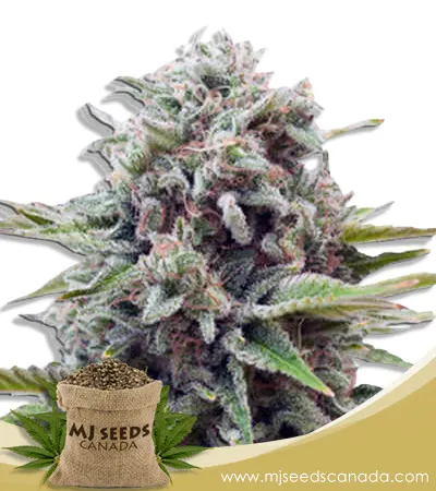 Sugar Glue Strain Feminized Marijuana Seeds Sugar Glue Strain Feminized Marijuana Seeds