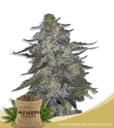 Super Hash Strain Autoflowering Marijuana Seeds