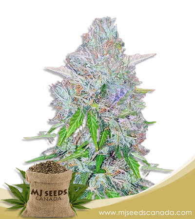 Super OG Kush Feminized Marijuana Seeds