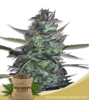 Super Sour Diesel Strain Autoflowering Marijuana Seeds
