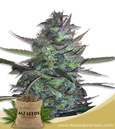 Super Sour Diesel Strain Autoflowering Marijuana Seeds Super Sour Diesel Strain Autoflowering Marijuana Seeds