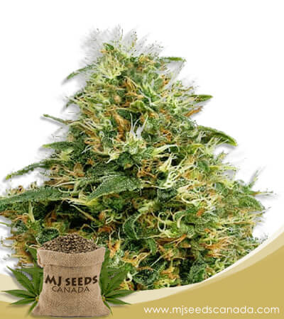 Sweet Mango Strain Autoflowering Marijuana Seeds