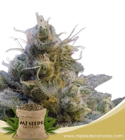 Thai Strain Autoflowering Marijuana Seeds Thai Strain Autoflowering Marijuana Seeds