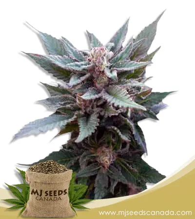 The Church Strain Feminized Marijuana Seeds The Church Strain Feminized Marijuana Seeds