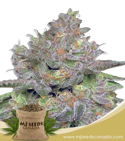 Thin Cookie Dog Strain Autoflowering Marijuana Seeds