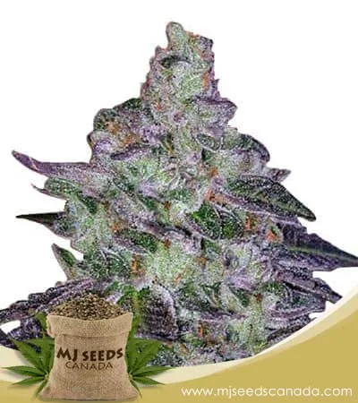 Tropic Thunder Strain Feminized Marijuana Seeds