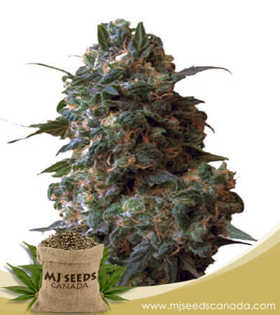 Afghan Chocolope Strain Feminized Fast Version Marijuana Seeds