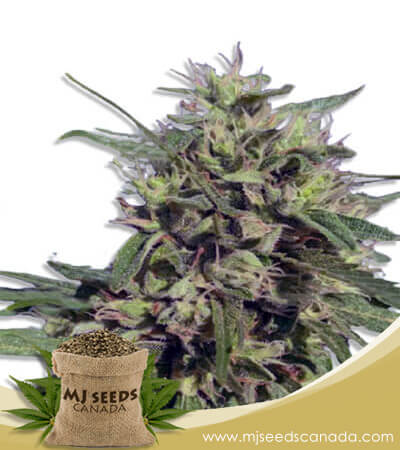 Auto CBD Fruit 1:20 Strain Marijuana Seeds