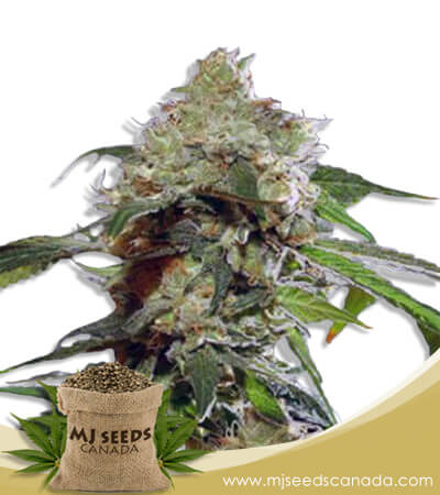 Auto CBDV Afghani Strain Feminized Marijuana Seeds