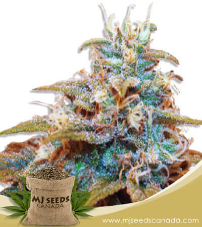 Auto CBDV Indica Strain Feminized Marijuana Seeds