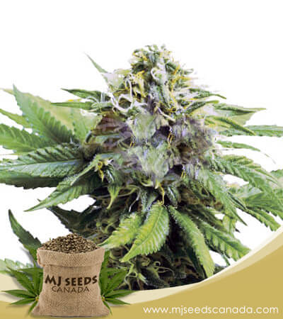 Auto Critical (CBD Auto) Strain Feminized Marijuana Seeds