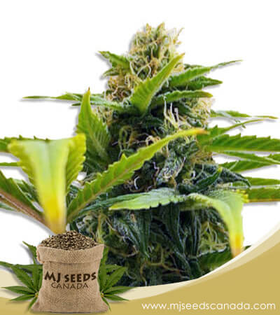 Auto Solomatic CBD Strain Feminized Marijuana Seeds