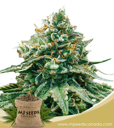 Baklava Strain Feminized Fast Version Marijuana Seeds