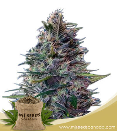 Blue Diesel Strain Autoflowering Marijuana Seeds