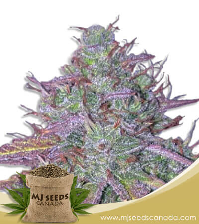 Blue Mystic Strain Autoflowering Marijuana Seeds