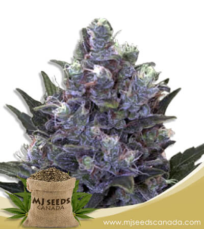 Blue Pyramid Strain Autoflowering Marijuana Seeds